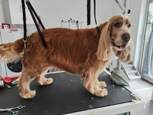 A Quatre Poils à Saint-Chamond