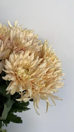 ALTHEA à Saint-Chamond