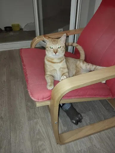 Clinique Vétérinaire Lamartine à Saint-Chamond